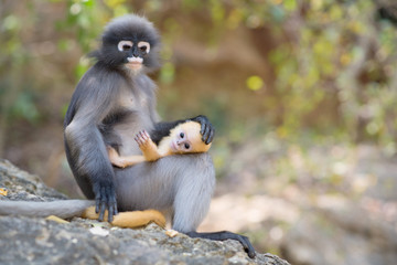 South Langur or Dusky leaf monkey is residents in Thailand (Trachypithecus obscurus), Selective focus.