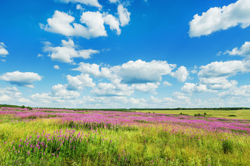  blooming field  willow-herb