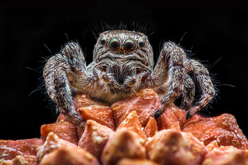 Portrait Salticidae spider on a black background