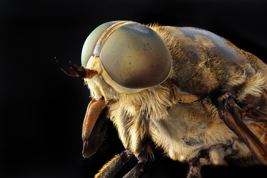 Portrait of a large horsefly Tabanidae on a black background