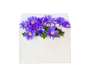 Flowers  in envelope on the white background