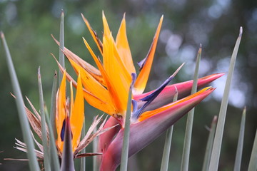 strelitzia