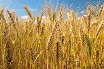 Field of barley