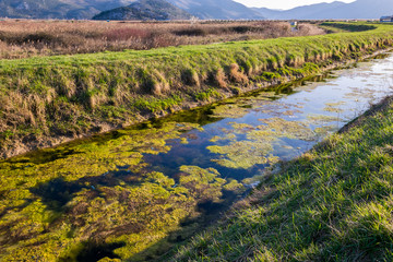 Nature and water pollution. Algae and seaweed in the water channel.