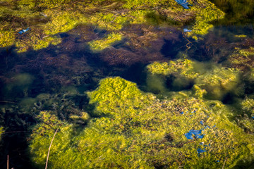 Nature and water pollution. Algae and seaweed in the water channel.
