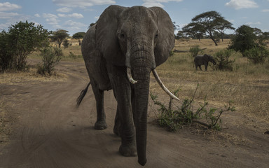 Fototapeta na wymiar ELEPHANT