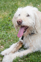 A portait of a white dog posing