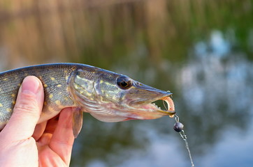 pike in hand fisherman