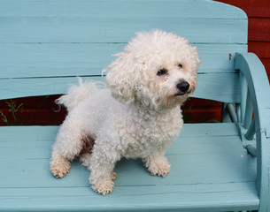 happy bichon frise sitting