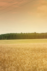 Fototapeta premium Wheat fields in the middle of the day