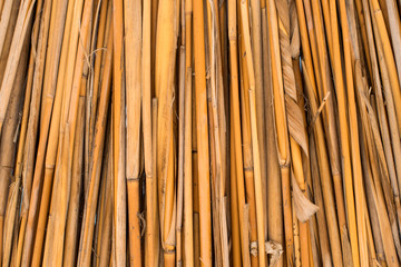 background of dried reeds