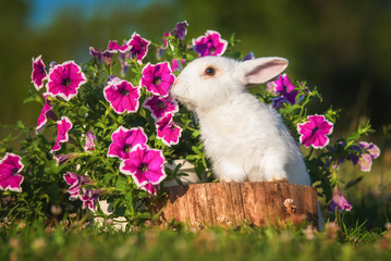 Little white rabbit smelling a flower