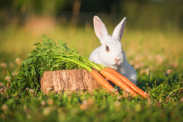 Little white rabbit with carrots