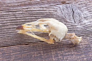 Bird skull on wooden background