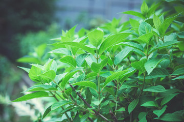 Green leaves of hydrangea bush. Toned image.