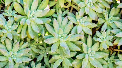 Succulent Cactus Plant In a Garden