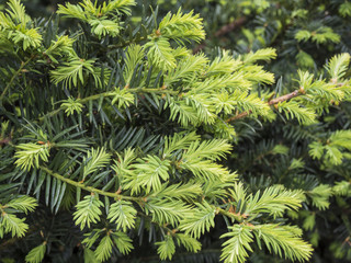 the branches of spruce