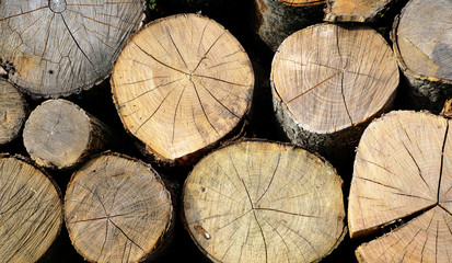 Naklejka premium Firewood Bundle. folded logs. top view