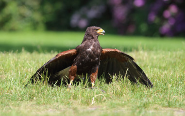 Falke