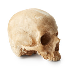 Female skull