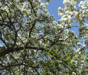 Blossoming tree in spring on rural meadow