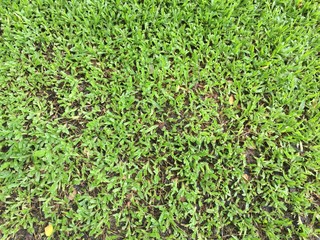 Fototapeta premium green grass texture background