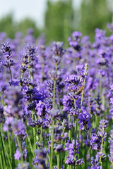 beautiful scented lavender flowers in growth at field