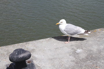 mouette 17072016