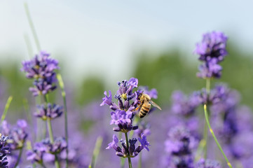 bee collects scented lavender flowers at field