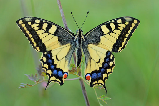 The Papilio Machaon. 