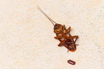 the dead cockroach with cockroach eggs