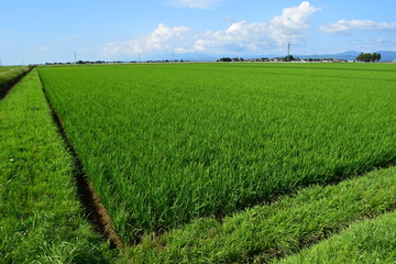 Fototapeta na wymiar 田植え２ヶ月後の田園風景