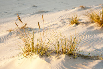 beautiful view of the coastal dunes