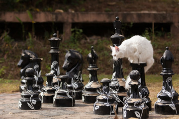 white maine coon cat seats on the big chess