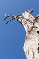 old dry tree on the blue sky background