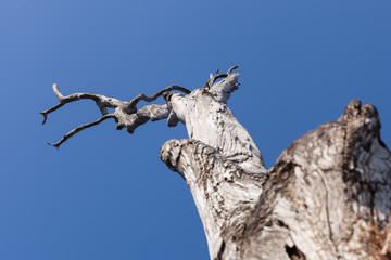 old dry tree on the blue sky background