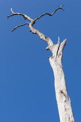 old dry tree on the blue sky background