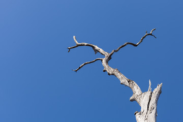 old dry tree on the blue sky background