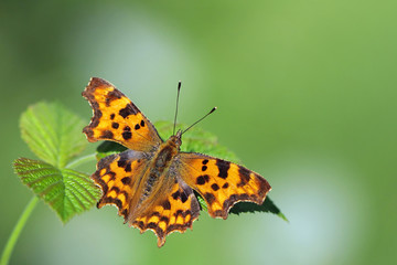 Comma butterfly resting on a leafy bush.