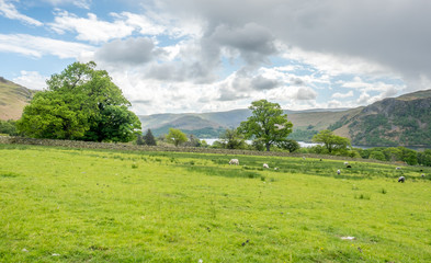 Sheep graze grass on field