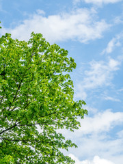 Green tree under blue sky