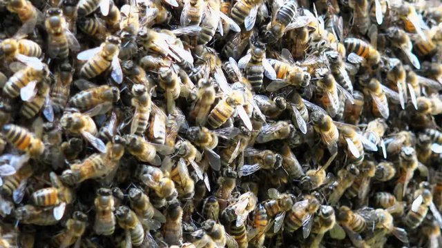 swarm of bees (close-up) - Staffordshire, England: July 2016