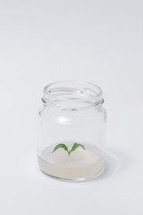 in vitro