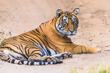 Fototapeta na wymiar Female Royal Bengal Tigress named Noor