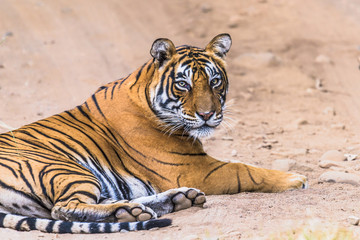 Female Royal Bengal Tigress named Noor
