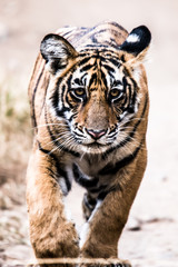 Male cub of Royal Bengal tiger