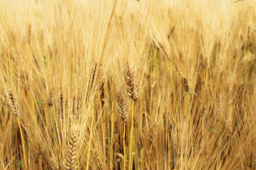 Golden Ears On The Summer Field Before Harvest