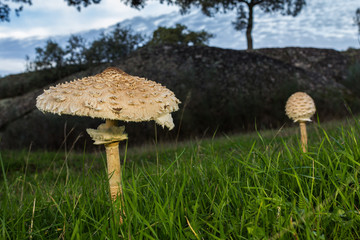 Macrolepiota procera, edible mushrooms.
