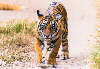Cub of Royal Bengal Tiger