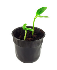 Seedling in soil isolated on white background